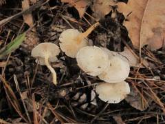 Clitocybe agrestis