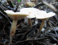 Clitocybe angustissima