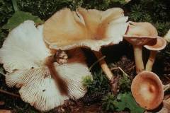 Clitocybe costata