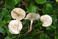 Clitocybe dealbata