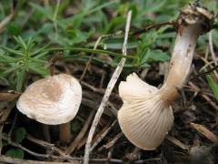 Clitocybe dealbata