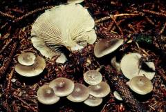 Clitocybe ditopa