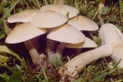 Clitocybe fasciculata