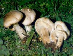 Clitocybe fasciculata