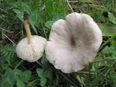 Clitocybe metachroa