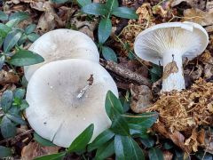 Clitocybe nebularis