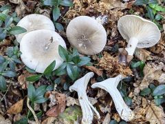 Clitocybe nebularis