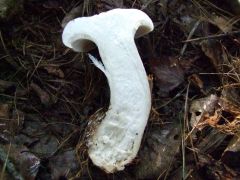 Clitocybe nebularis