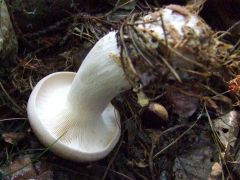 Clitocybe nebularis