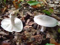 Clitocybe nebularis