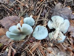 Clitocybe odora