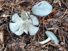 Clitocybe odora