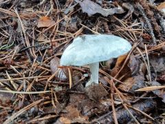 Clitocybe odora