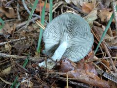 Clitocybe odora