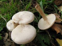 Clitocybe phyllophila