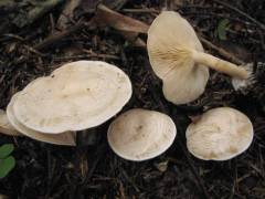 Clitocybe rivulosa