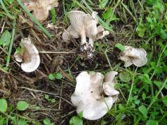 Clitocybe rivulosa