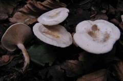 Clitocybe rivulosa