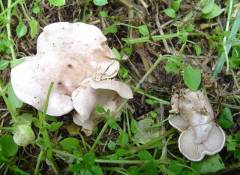 Clitocybe rivulosa