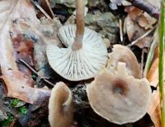 Clitocybe subspadicea