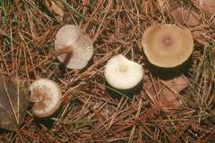 Clitocybe vibecina