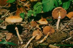 Conocybe arrhenii