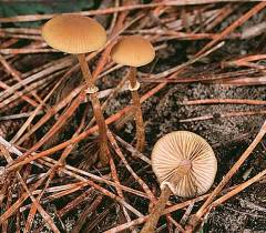 Conocybe filaris