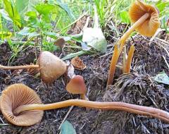 Conocybe macrospora