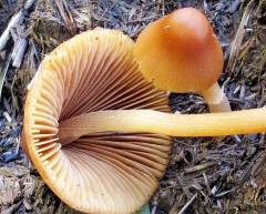 Conocybe macrospora