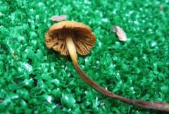 Conocybe siennophylla