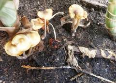 Conocybe subovalis