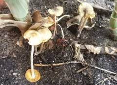 Conocybe subovalis