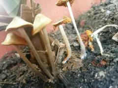 Conocybe subovalis