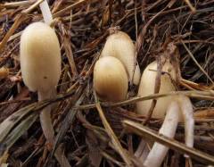 Coprinellus bisporus