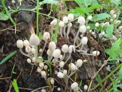 Coprinellus disseminatus