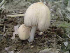 Coprinellus domesticus