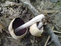 Coprinellus domesticus