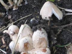 Coprinellus flocculosus