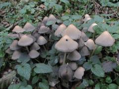 Coprinellus impatiens