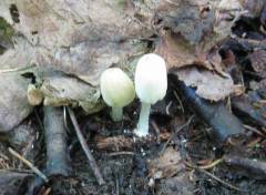 Coprinellus pallidissimus