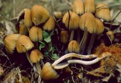 Coprinellus radians