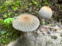 Coprinellus verrucispermus