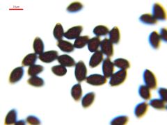 Coprinellus verrucispermus