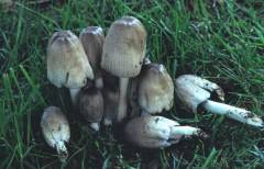 Coprinopsis alopecia