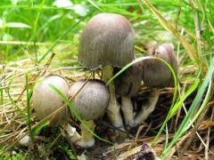 Coprinopsis atramentaria