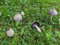 Coprinopsis atramentaria