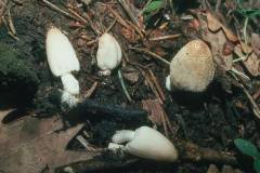 Coprinopsis cinerea