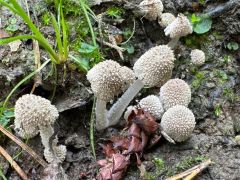 Coprinopsis rugosomagnispora