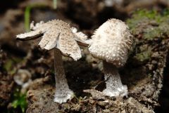 Coprinopsis rugosomagnispora