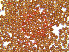 Coprinopsis strossmayeri